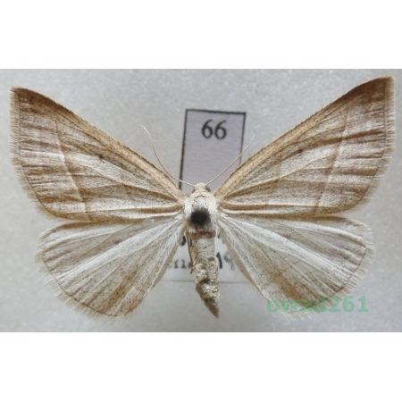 Petrophora chlorosata (Scopoli, 1763) Czech66